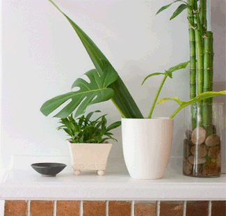 How to Arrange Plants In Your Living Room to Add Natural Style