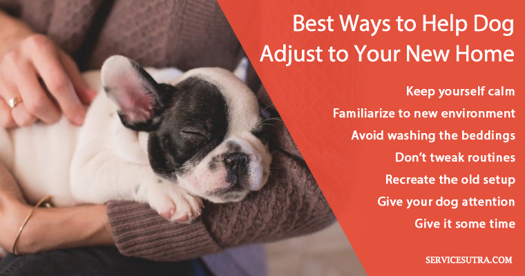 How to help dog and puppy adjust to your new home