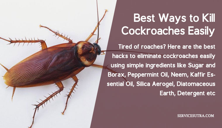 List of 19 Best Ways to Kill Cockroaches Easily at Home