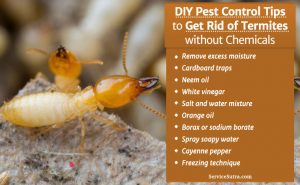 Get Rid of Termites without Chemicals – DIY Pest Control Tips