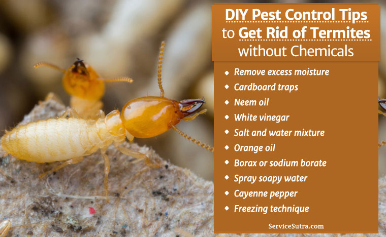 Get Rid Of Termites Without Chemicals Diy Pest Control Tips