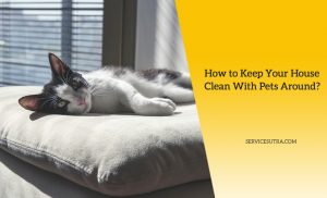 12 Tips to Help You Keep Your House Clean With Pets Like Cat and Dog