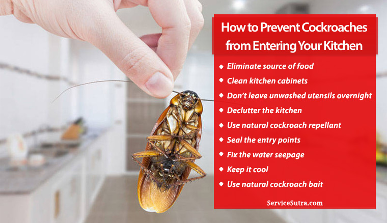 How To Prevent Cockroaches From Entering Your Kitchen Servicesutra