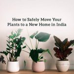 How to Safely Move Your Plants to a New Home in India How to Safely Move Your Plants to a New Home in India