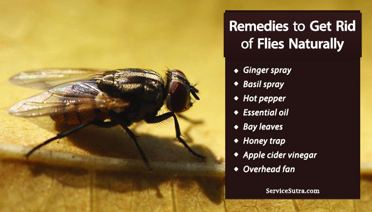 How To Get Rid Of Flies From Home Easily And Naturally ServiceSutra